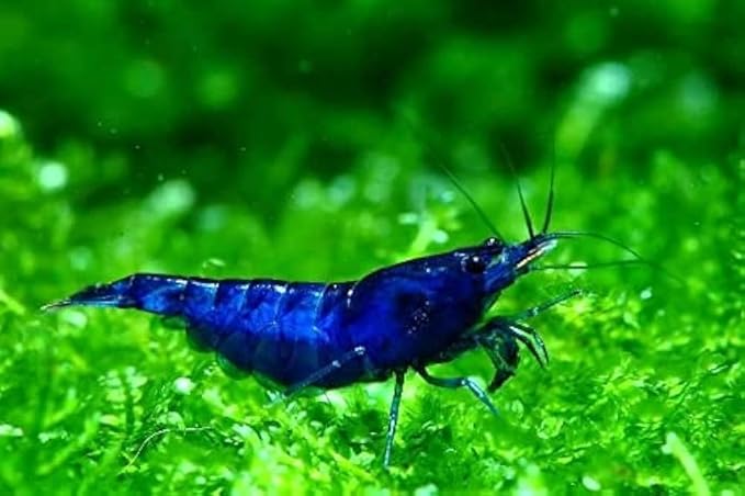 Yashkun 10 Blue Dream Neocaridina Shrimp Live Freshwater Shrimp Aquarium Inverts (Blue Dream)