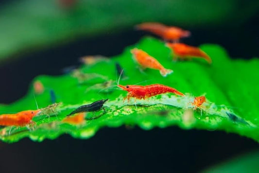 Yashkun 20 Mixed Color Neocaridina Shrimp Live Freshwater Aquarium Inverts Live Arrival! Mixed