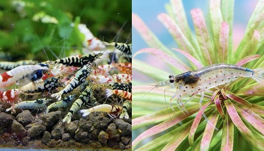 Yashkun Caridina Live Freshwater Shrimps (10) + Amano Shrimp (10) – Galaxy Fishbone, BOA, Pure Red Line and Deep Blue – Aquarium Shrimp Mix – Live Arrival Guarantee