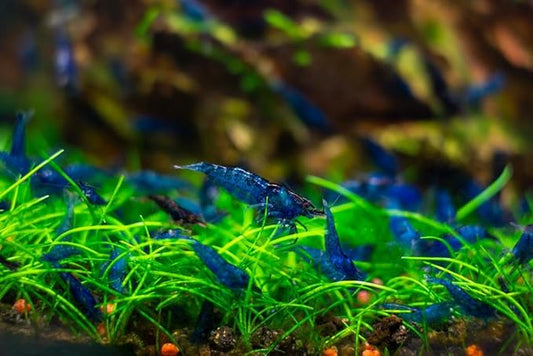 Yashkun 20 Blue Dream Neocaridina Shrimp Live Freshwater Aquarium Live Blue Shrimp for Freshwater Tanks