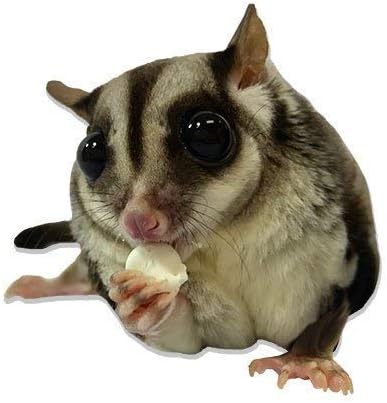 Yogurt Drops (3 lb.) - All Natural Healthy Yogurt Treat - for Sugar Gliders, Prairie Dogs, Monkeys, Squirrels, Guinea Pigs, Rabbits, Chinchillas, Rats, Marmosets, Degus & Other Small Pets