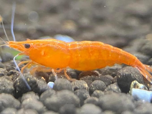 Yashkun Orange Shrimps Neocaridina Live Freshwater Shrimp Aquarium Inverts Live Arrival (10)