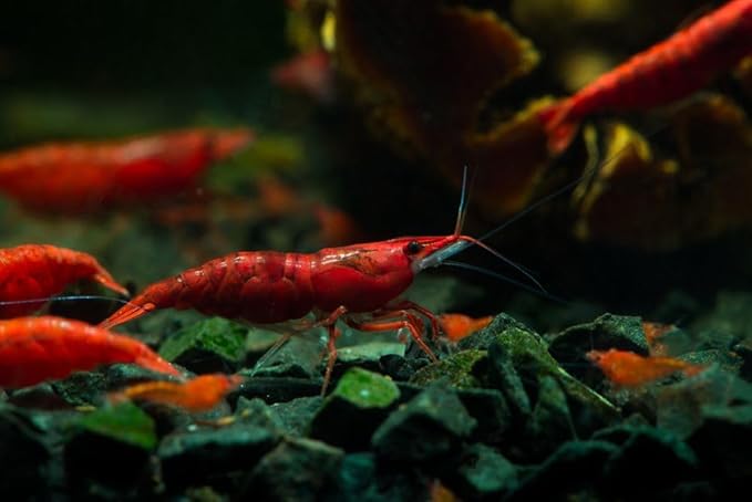 Yashkun 10+ Fire Red High-Grade Cherry Shrimp Neocaridina Freshwater Aquarium, Healthy and Sharp Live Shrimps with Live Arrival