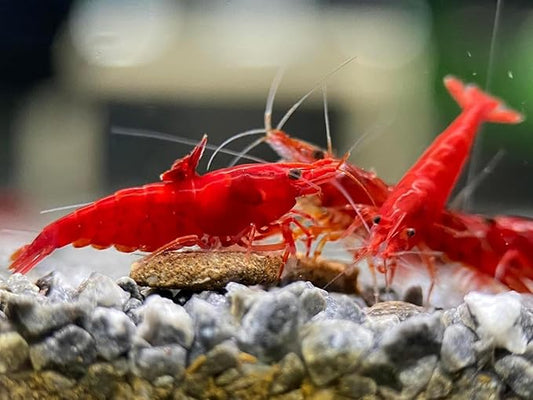 Yashkun 10+ Fire Red High-Grade Cherry Shrimp Neocaridina Freshwater Aquarium, Healthy and Sharp Live Shrimps with Live Arrival