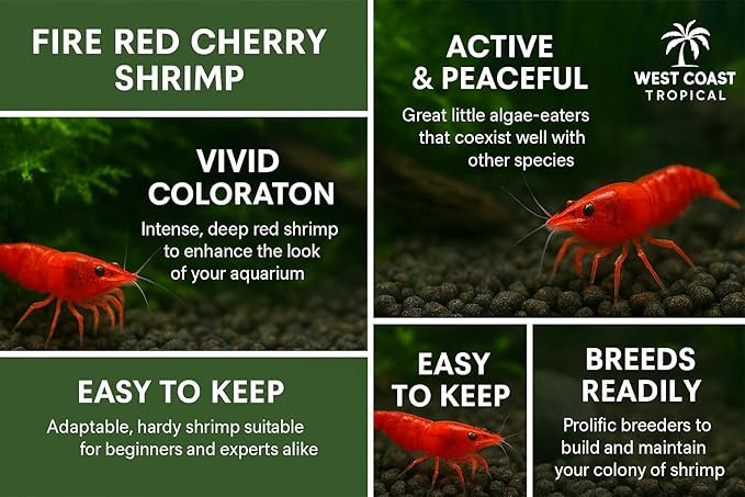 Yashkun 10+ Fire Red High-Grade Cherry Shrimp Neocaridina Freshwater Aquarium, Healthy and Sharp Live Shrimps with Live Arrival