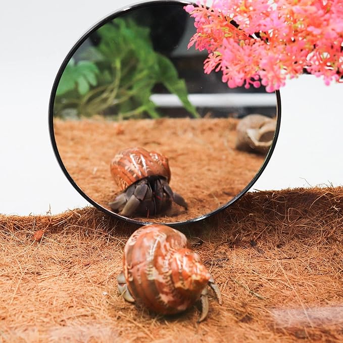 Jinkoozz 5.1 Inches Lizard Mirror Toy, Reptile Mirror Toy with Suction Cups, Small Animal Tank Aquarium Decor Accessories, Suitable for Hermit Crab Lizard Chameleon Hamster Guinea Pig Turtle