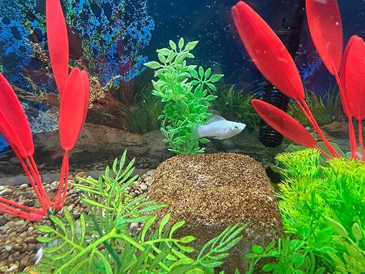 Aquarium Stone for Natural Water Clarification and Odor Removal Featuring Beneficial Microlife (Medium)